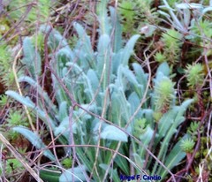 Biscutella valentina