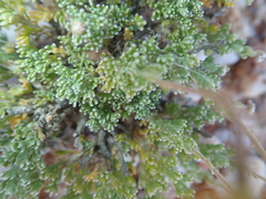 Pentzia peduncularis
