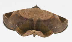 Psimada quadripennis