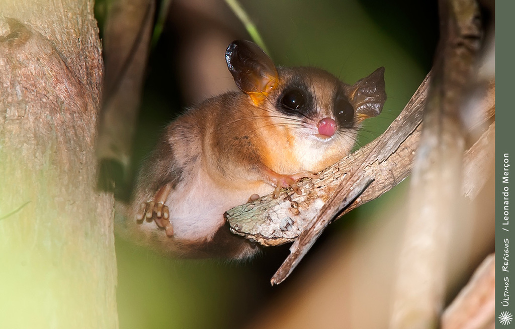 Brazilian Gracile Opossum