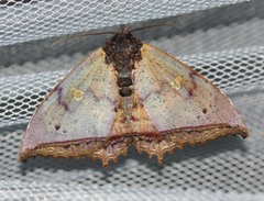 Pterocyclophora pictimargo