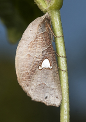 Pterogonia
