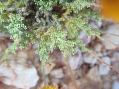 Pentzia peduncularis