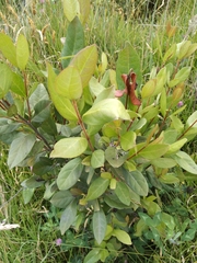 Xylosma spiculifera