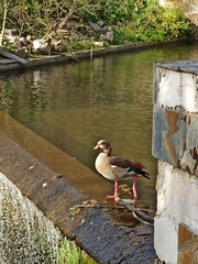 Alopochen aegyptiaca