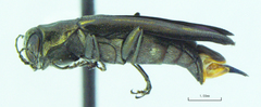 Agrilus limpiae