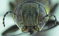 Agrilus limpiae