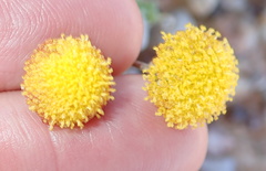 Pentzia peduncularis