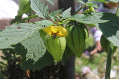 Physalis ixocarpa