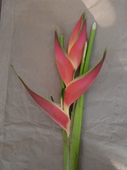 Heliconia stricta