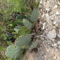 Opuntia engelmannii engelmannii