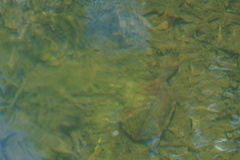 Hydromedusa maximiliani