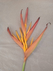 Heliconia gracilis
