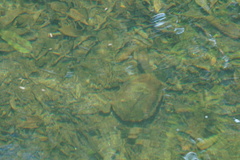 Hydromedusa maximiliani