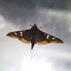 Prophantis