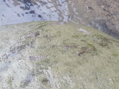 Periophthalmus chrysospilos