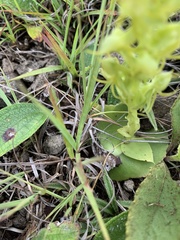 Habenaria lithophila