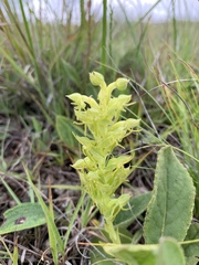 Habenaria lithophila