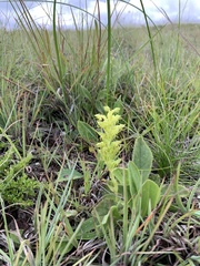 Habenaria lithophila