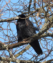 Corvus frugilegus