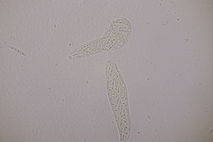 Ditopella ditopa
