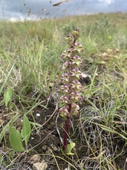 Disperis renibractea