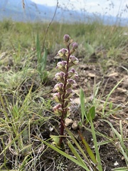 Disperis renibractea