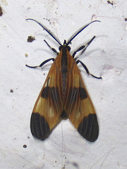 Dycladia emerita