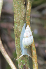 Drymaeus interpunctus