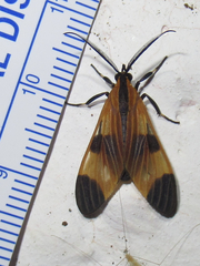 Dycladia emerita
