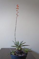 Dyckia altoana