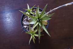 Dyckia altoana