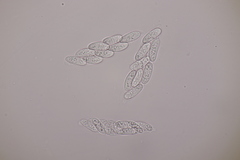 Phragmoporthe conformis