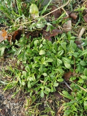 Cerastium