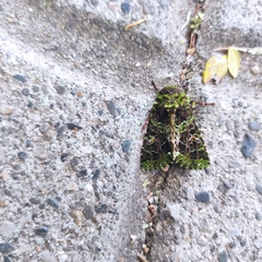 Heterochroma berylloides