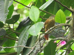 Anabacerthia striaticollis