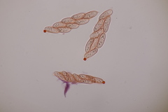 Phragmoporthe conformis