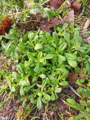 Cerastium
