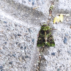 Heterochroma berylloides