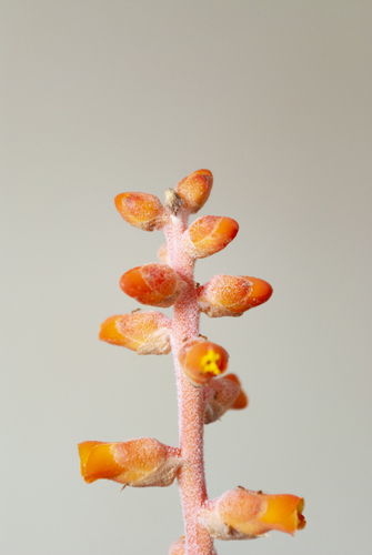 Dyckia altoana