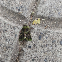 Heterochroma berylloides