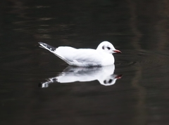 Chroicocephalus ridibundus