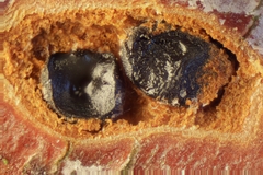 Phragmoporthe conformis