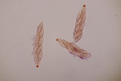 Phragmoporthe conformis