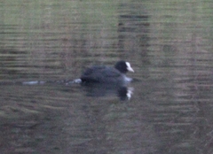 Fulica atra