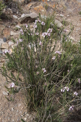 Junellia juniperina