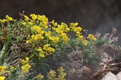 Calceolaria pinifolia