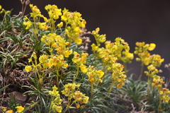 Calceolaria pinifolia