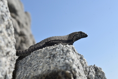 Microlophus atacamensis