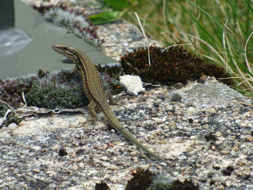 Podarcis muralis